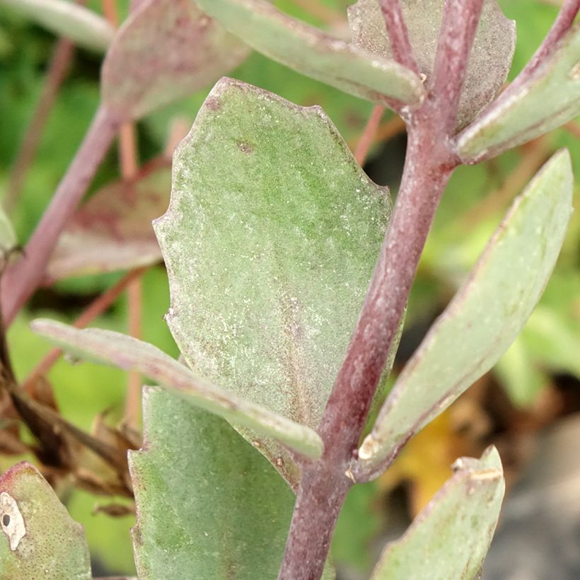 Sedum cauticola Robustum (Follaje)