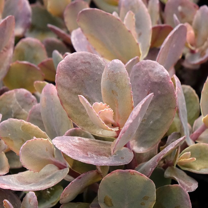 Sedum telephium Chocolate Cherry - Telefío (Follaje)