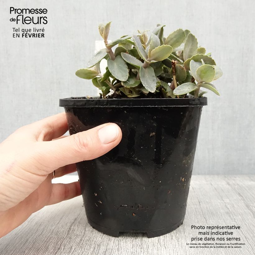 Sedum Chocolate Cherry - Orpin reprise pot de 2L/3L Ejemplar entregado en invierno