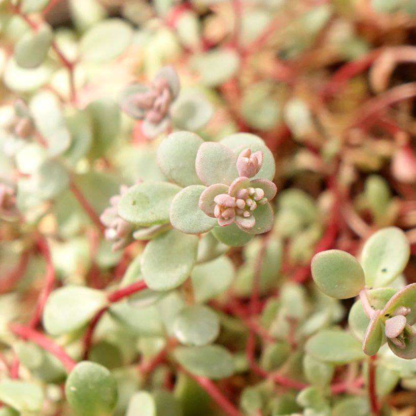 Sedum cyaneum Rosenteppich (Follaje)