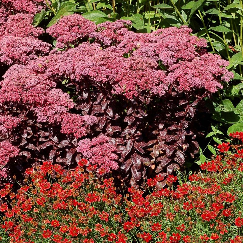 Sedum telephium Dark Magic - Telefío (Porte)