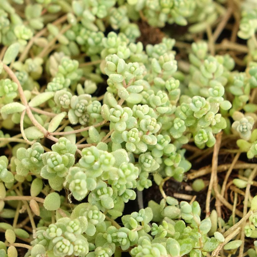 Sedum dasyphyllum (Follaje)