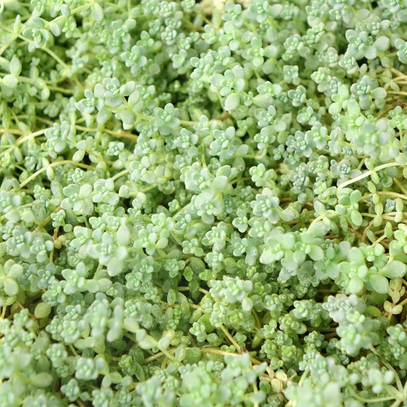 Sedum dasyphyllum (Follaje)