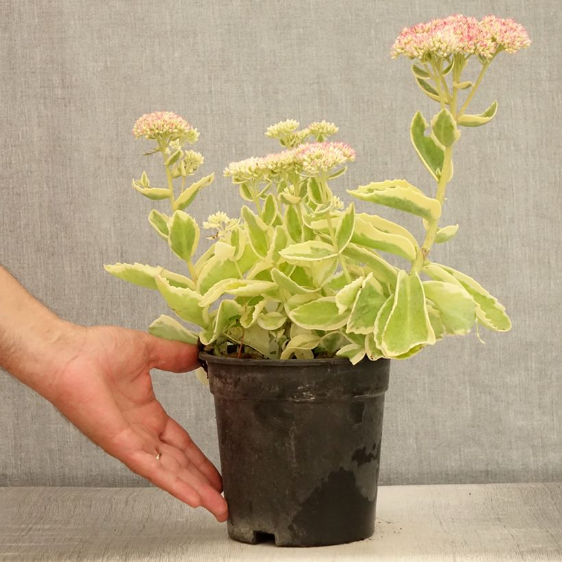 Ejemplar de Sedum Frosted Fire - Orpin d'automne. - Pot de 2L/3L entregado en verano