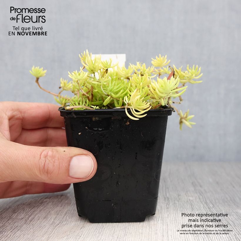 Ejemplar de Sedum Lemon Ball - Orpin rampant en godet de 9 cm entregado en otoño