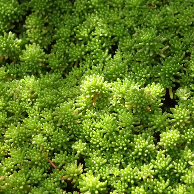 Sedum lydium Glaucum (Follaje)