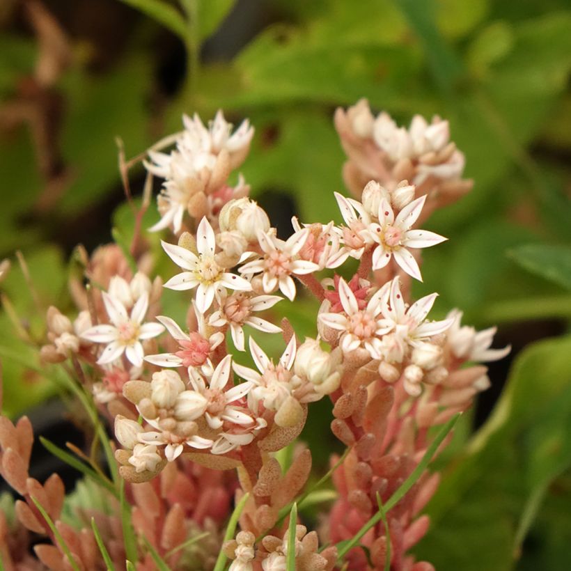 Sedum lydium Glaucum (Floración)