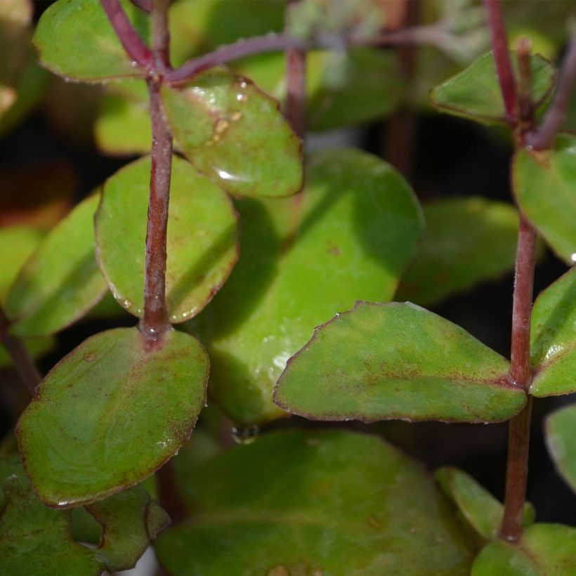 Sedum Matrona (Follaje)