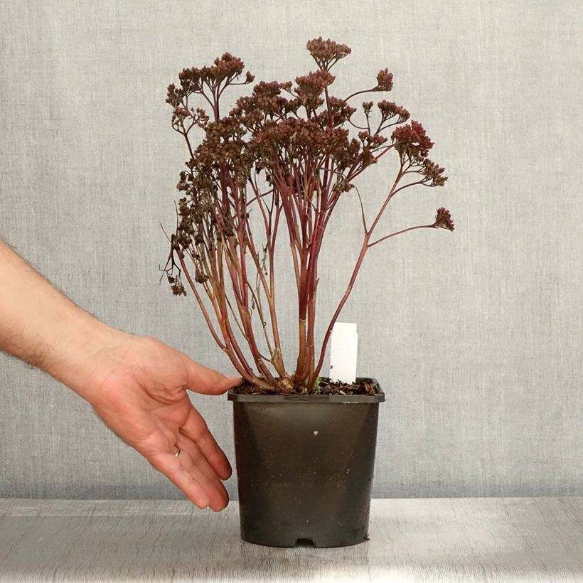 Ejemplar de Sedum Purple Emperor - Orpin Pot de 1.5L/2L entregado en otoño