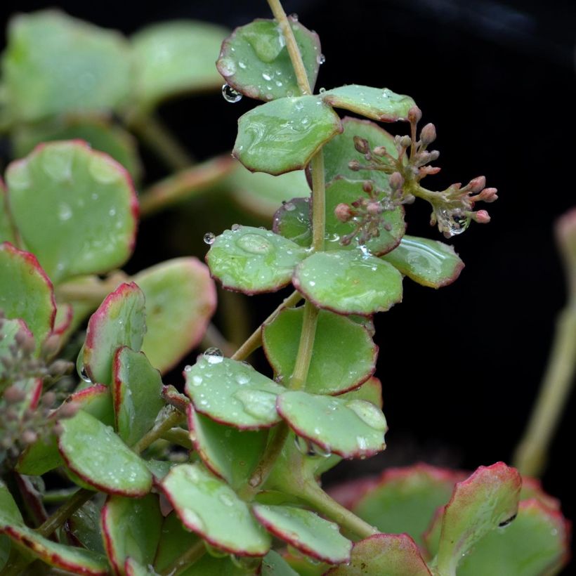 Sedum sieboldii sieboldii (Follaje)