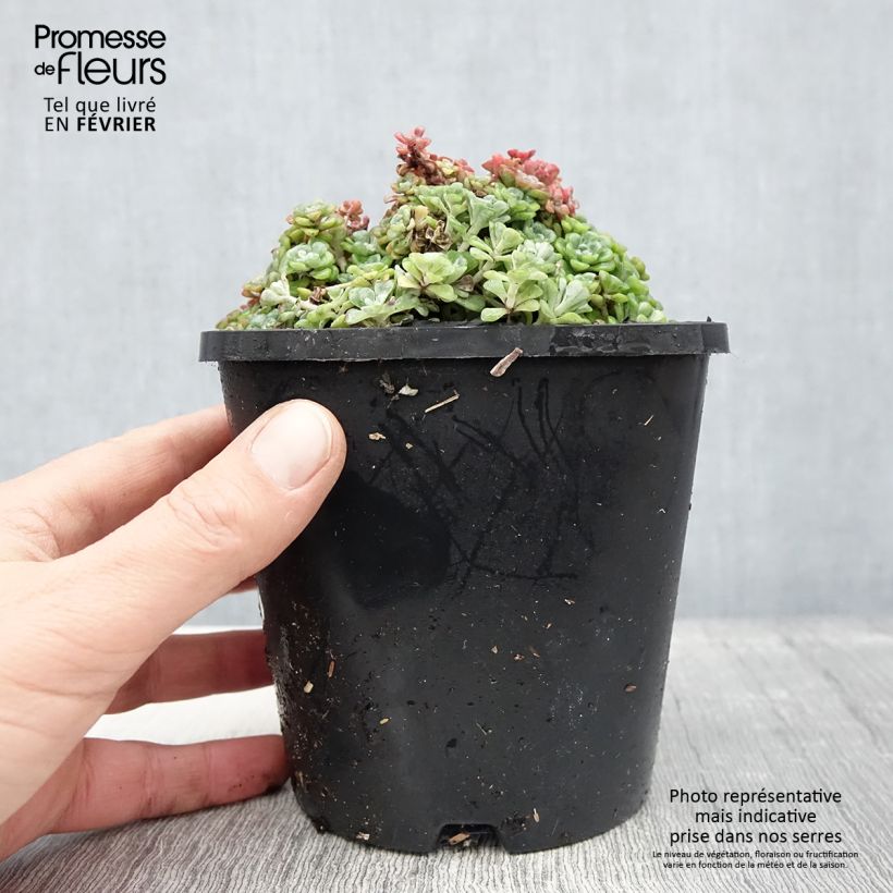 Sedum spathulifolium Cape Blanco - Orpin rampant - Pot de 1.5L/2L Ejemplar entregado en invierno