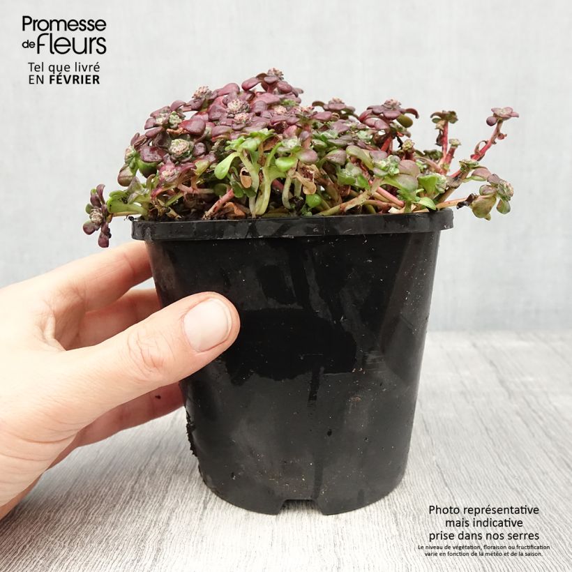 Sedum spathulifolium Purpureum - Orpin Pot de 2L/3L Ejemplar entregado en invierno