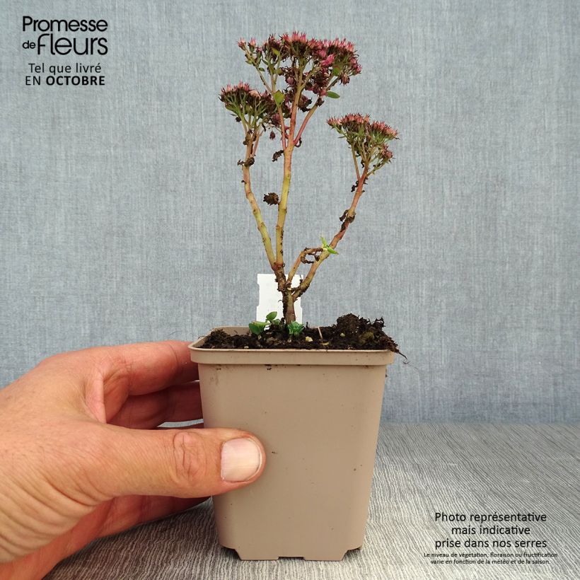 Ejemplar de Sedum spectabile Septemberglut - Orpin d'automne Godet de 9cm entregado en otoño