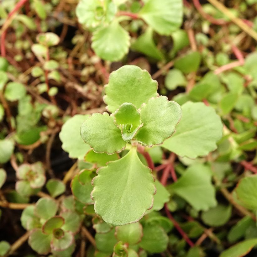 Sedum spurium Woodoo - Sedo bastardo (Follaje)