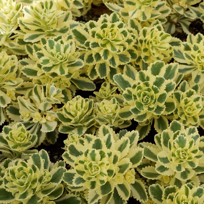 Sedum takesimense Atlantis (Follaje)