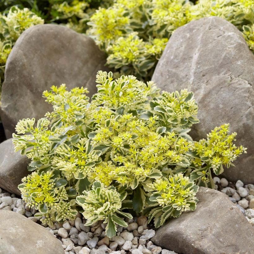 Sedum takesimense Atlantis (Porte)