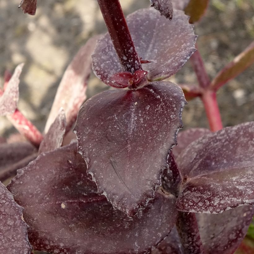 Sedum Bon Bon (Follaje)