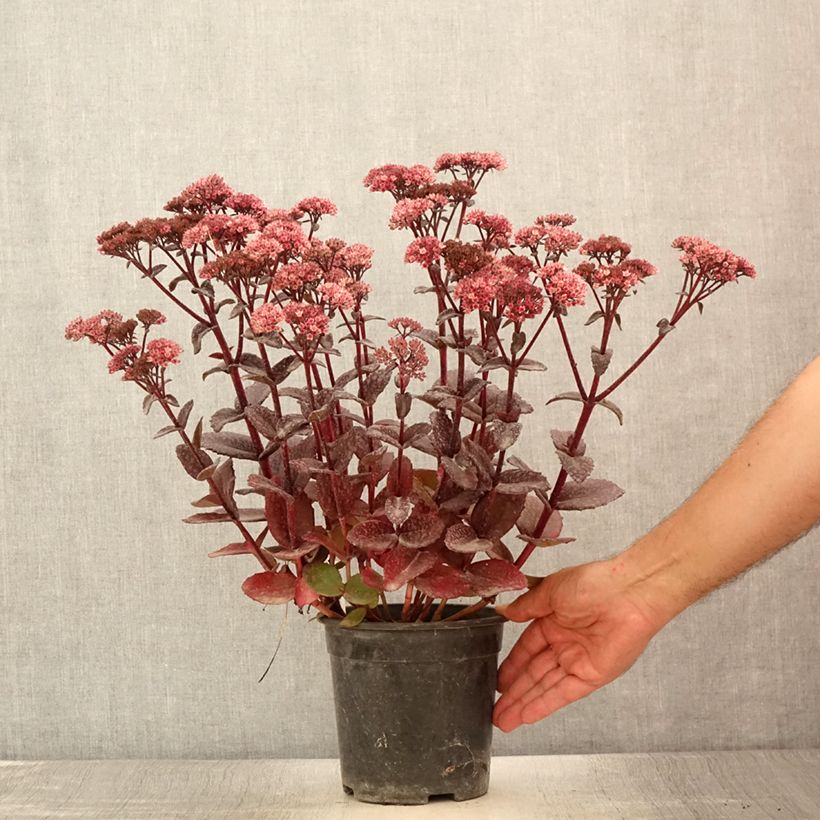 Ejemplar de Sedum telephium Bon Bon - Orpin - Pot de 2L/3L entregado en verano