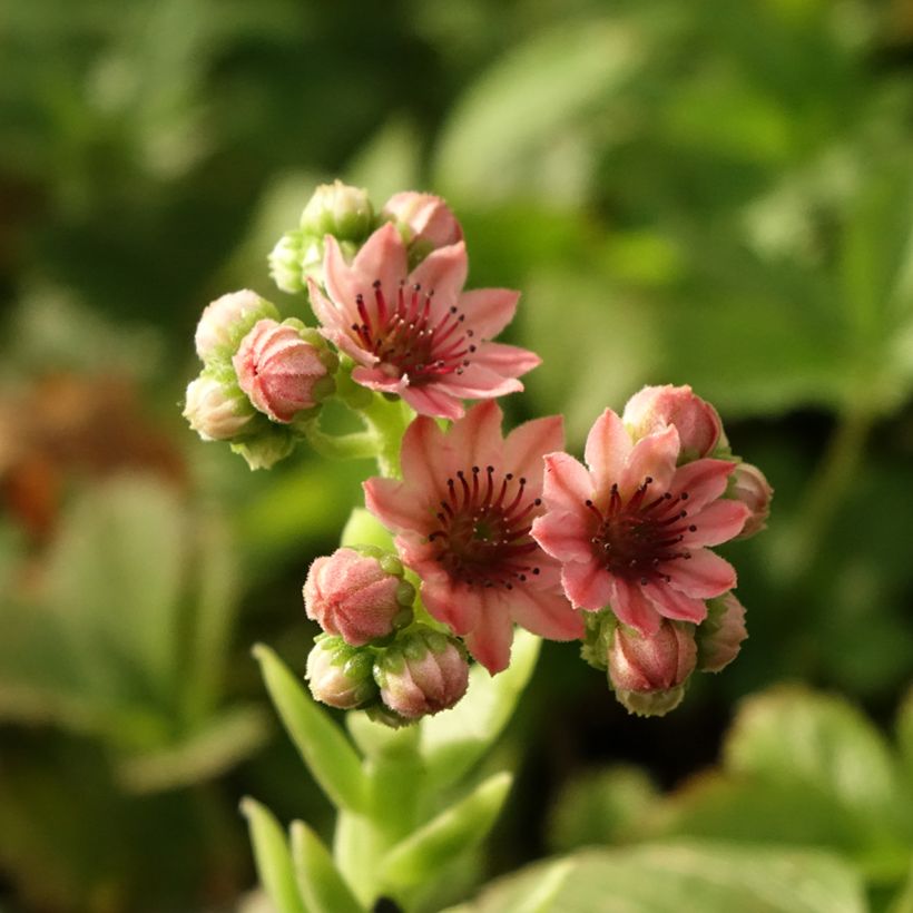 Sempervivum arachnoideum Rubrum  de arañas (Floración)