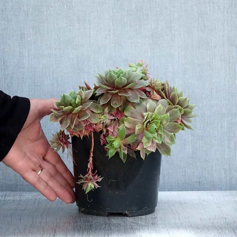 Ejemplar de Sempervivum (BigSam series) Ruby Star - Joubarbe Pot de 3L/4L entregado en otoño