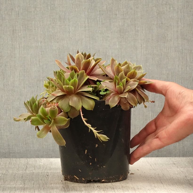 Sempervivum (BigSam series) Ruby Star - Joubarbe Pot de 3L/4L Ejemplar entregado en la primavera