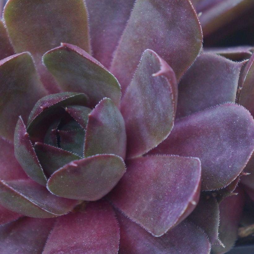 Sempervivum Chick Charms Plum Perfect (Follaje)