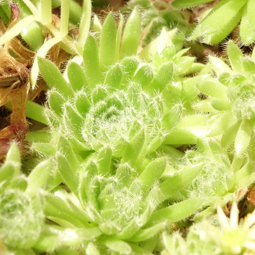 Sempervivum ciliosum var. borisii (Follaje)