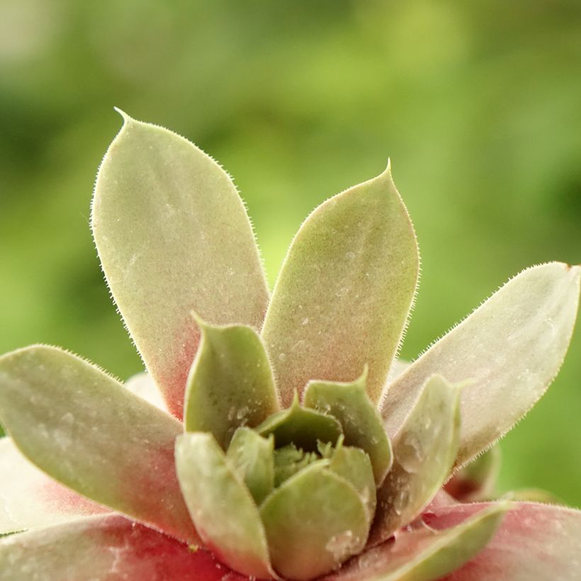 Sempervivum Commander Hay (Follaje)