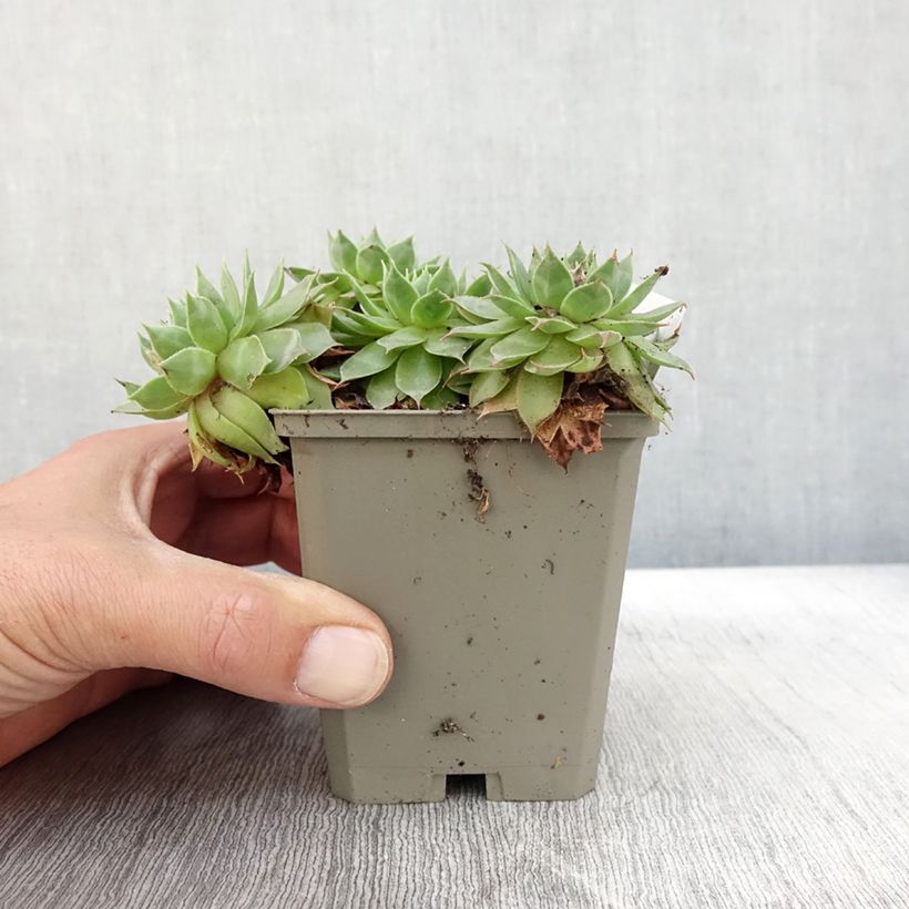 Ejemplar de Sempervivum Gay Jester - Joubarbe hybride - Godet de 8/9 cm entregado en otoño