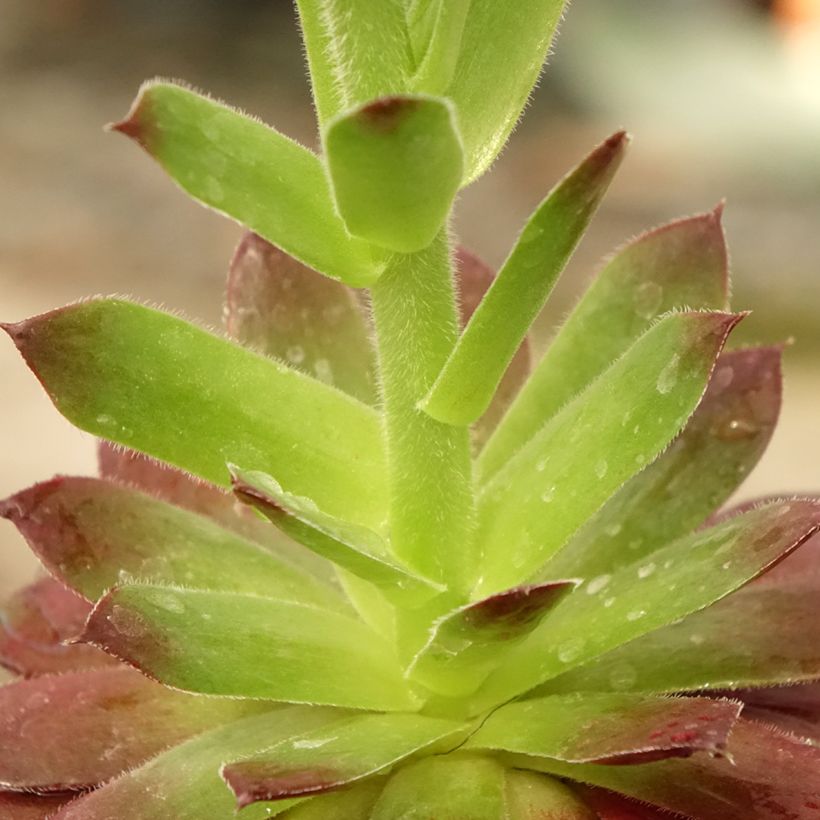 Sempervivum Granat (Follaje)