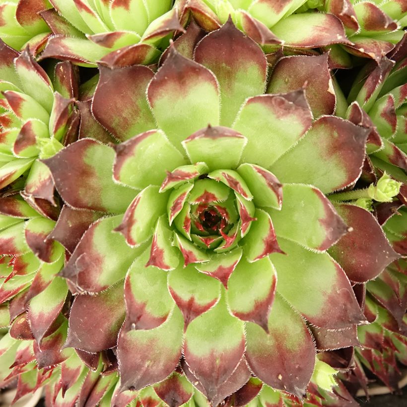 Sempervivum Noir (Follaje)