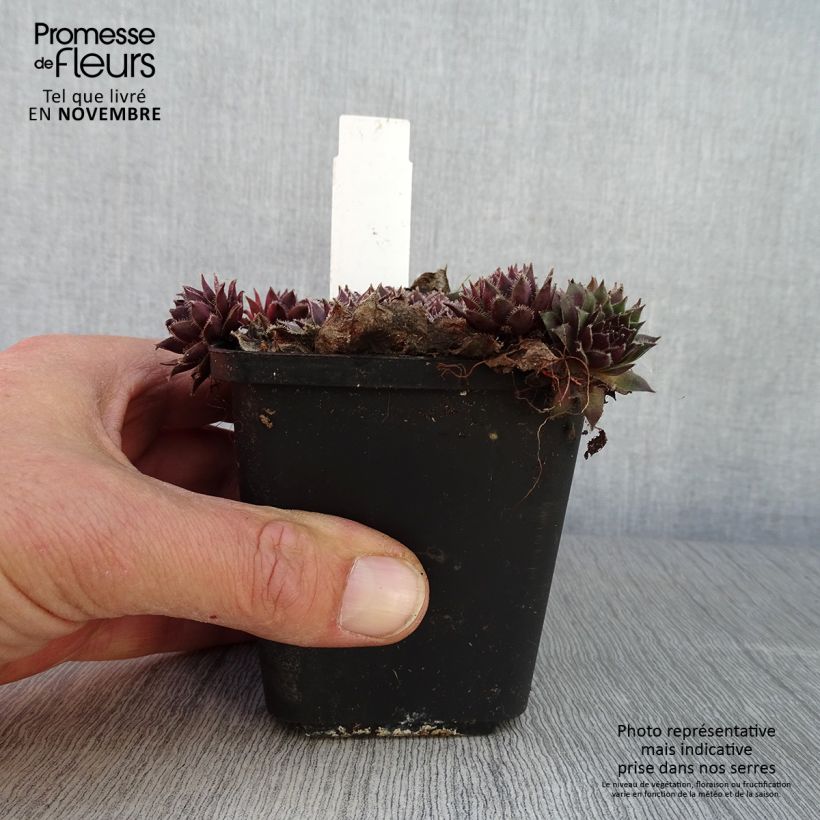 Ejemplar de Sempervivum Pilatus - Joubarbe hybride bronze-violacé. Godet de 8/9 cm entregado en otoño