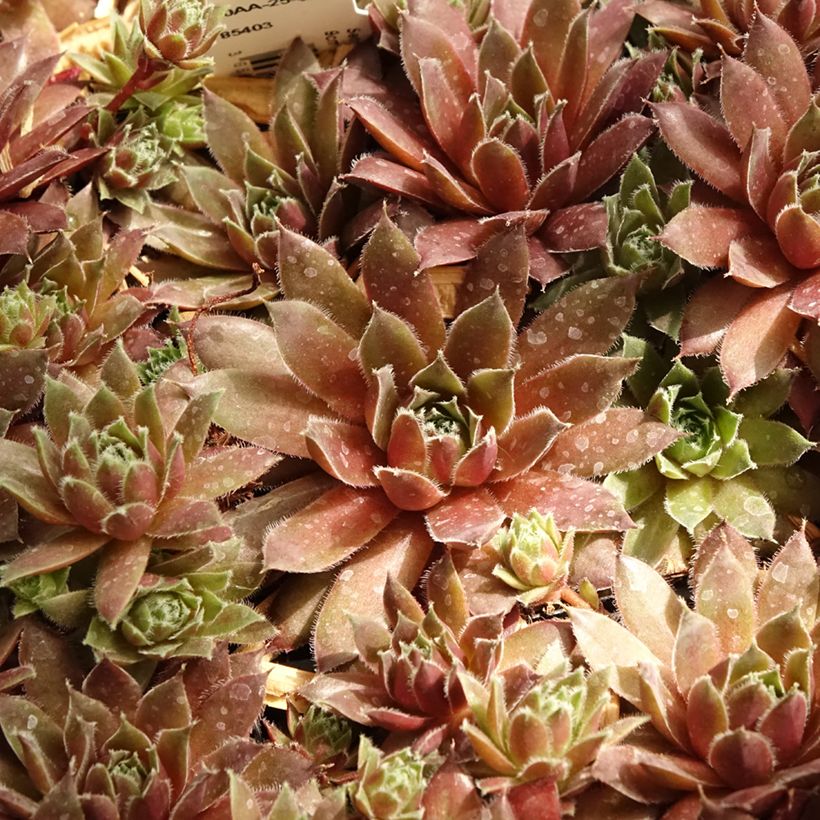 Sempervivum Pilatus (Follaje)