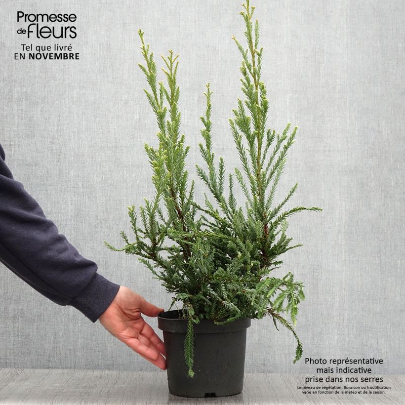 Ejemplar de Sequoia sempervirens Adpressa - Séquoia nain Pot de 3L/4L entregado en otoño