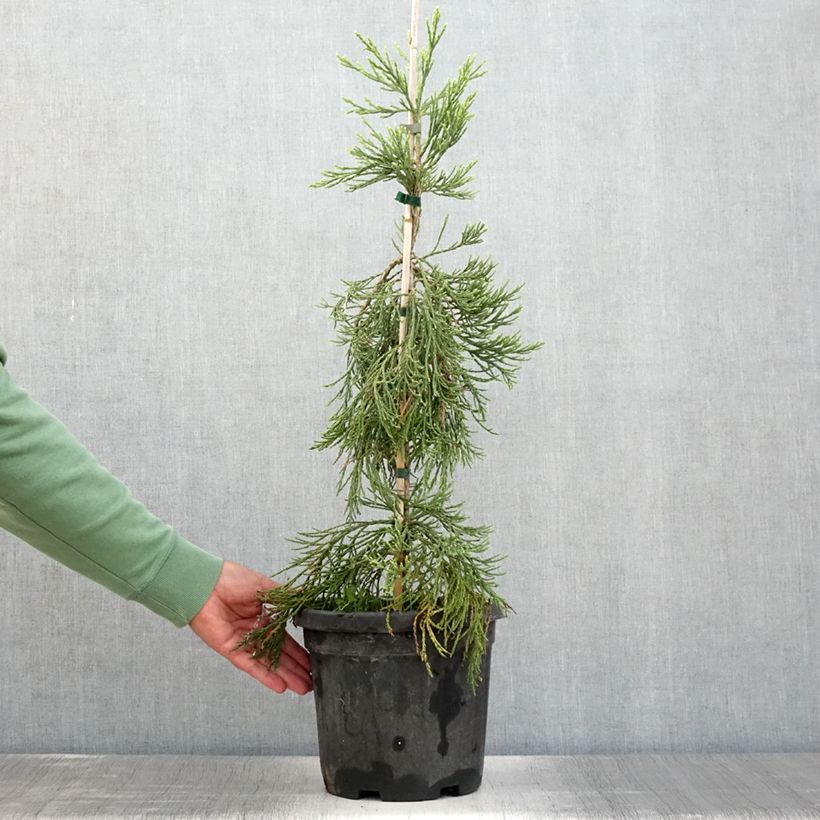 Ejemplar de Sequoiadendron giganteum Pendulum - Séquoia géant pleureur en pot de 4/5L entregado en verano