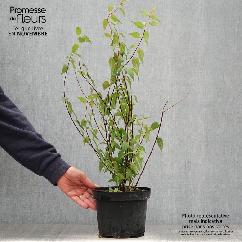 Ejemplar de Seringat de Lemoine - Philadelphus Lemoinei Pot de 3L/4L entregado en otoño