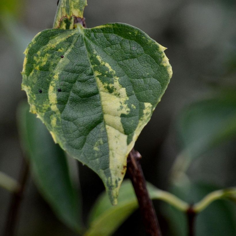 Philadelphus lemoinei Innocence - Celinda (Follaje)