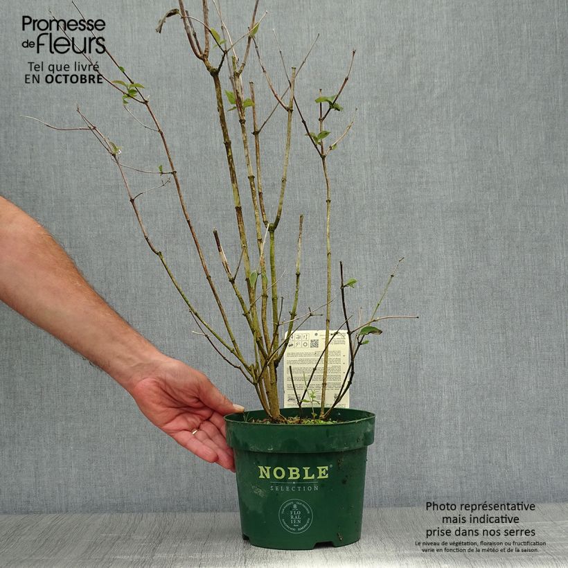 Ejemplar de Seringat des jardins - Philadelphus Starbright Pot de 3L/4L entregado en otoño