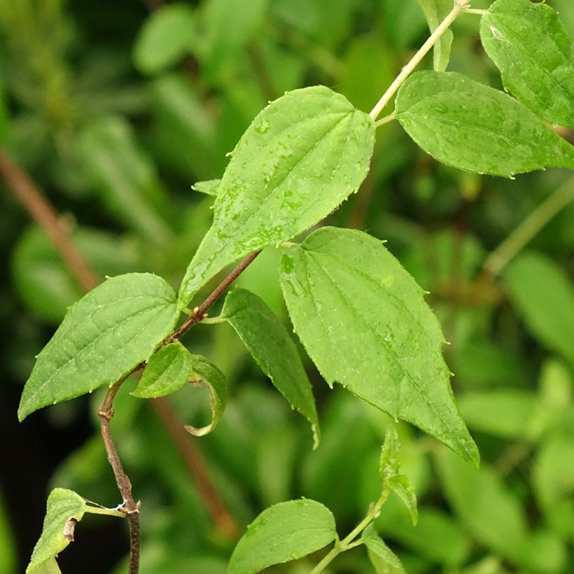 Philadelphus mexicanus - Celinda (Follaje)