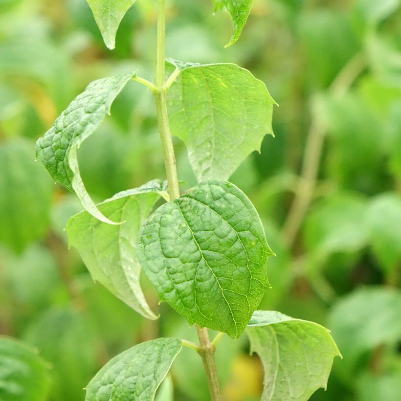 Philadelphus Beauclerk - Celinda (Follaje)