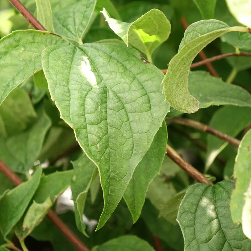 Philadelphus Beauclerk - Celinda (Follaje)