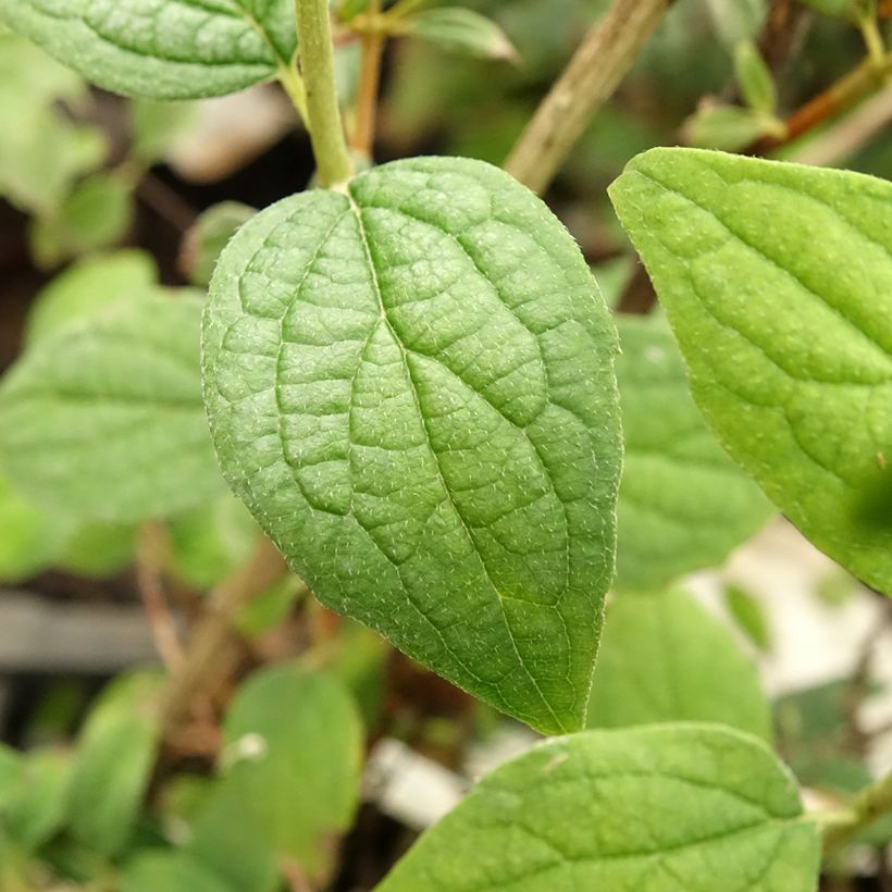 Philadelphus Snowbelle - Celinda (Follaje)