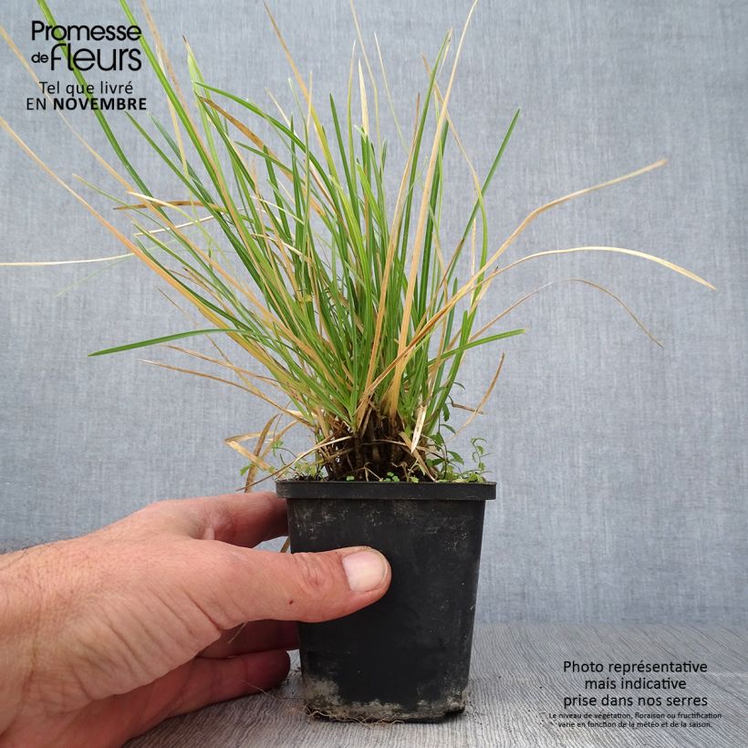 Ejemplar de Sesleria argentea - Seslérie argentée Godet de 9cm entregado en otoño