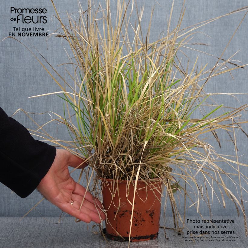 Ejemplar de Sesleria argentea - Seslérie argentée Pot de 1L/1.5L entregado en otoño