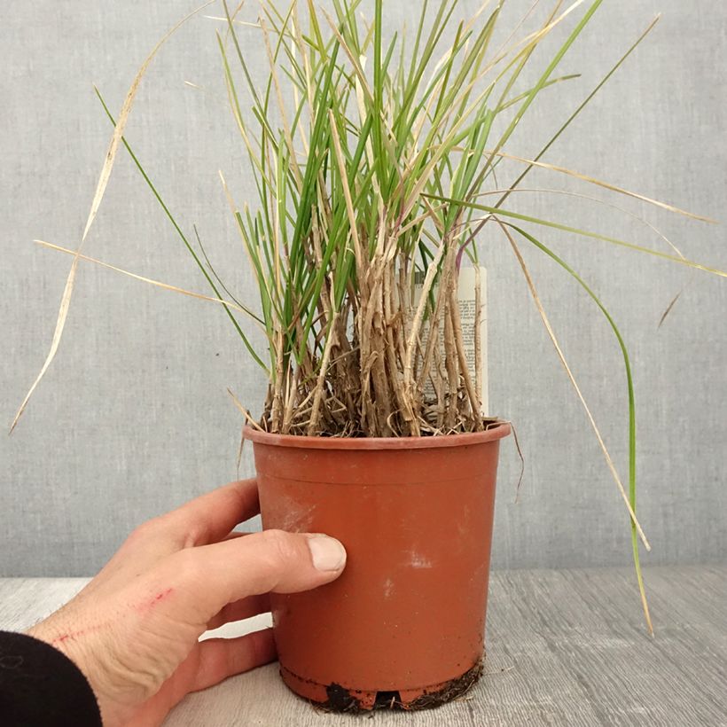 Sesleria argentea - Seslérie argentée Pot de 1L/1.5L Ejemplar entregado en la primavera