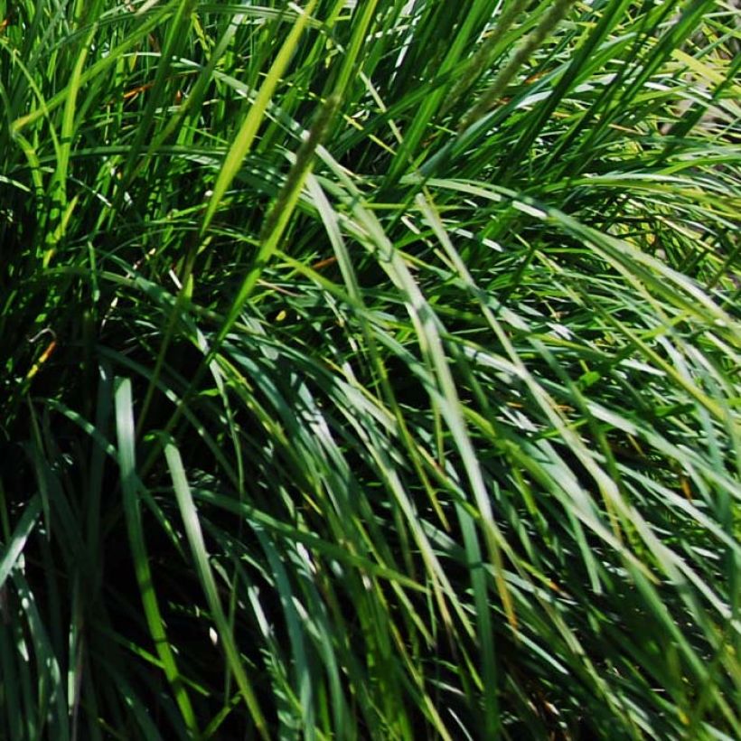 Sesleria autumnalis (Follaje)