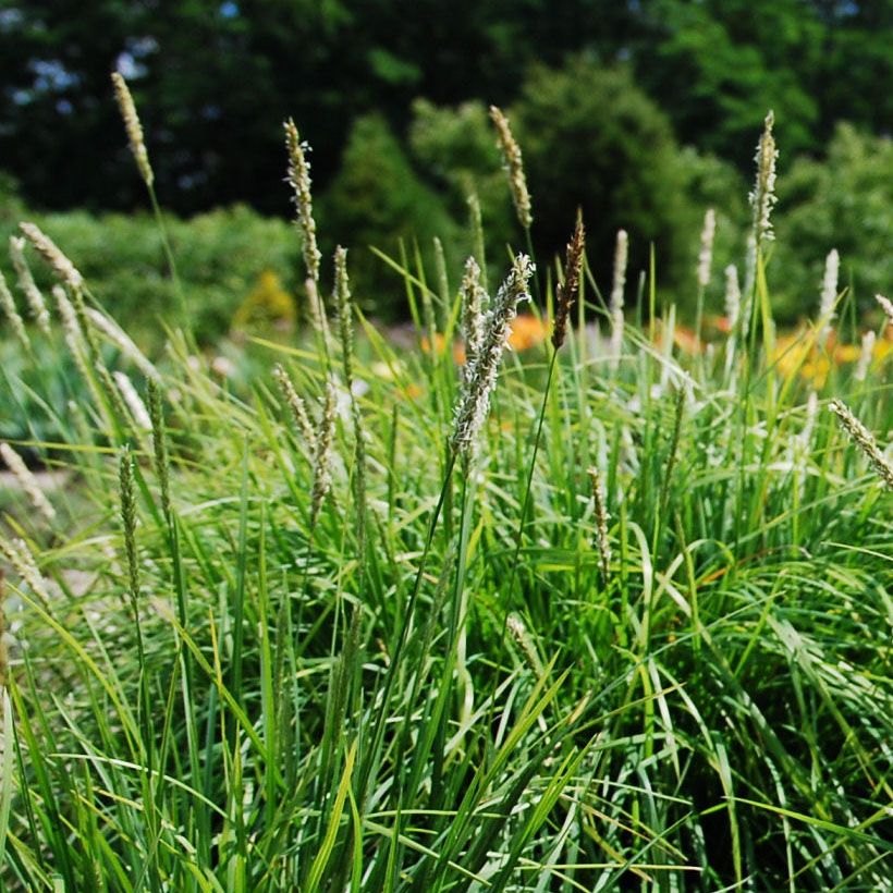 Sesleria autumnalis (Floración)