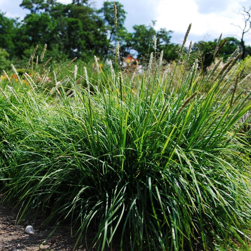 Sesleria autumnalis (Porte)