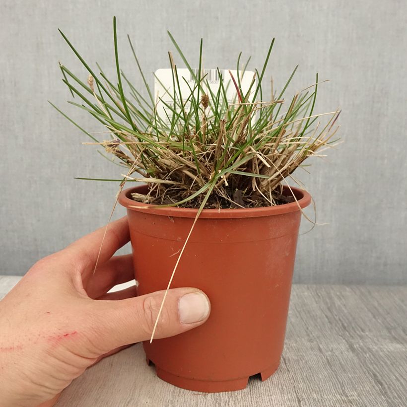 Sesleria caerulea - Seslérie bleue Pot de 1L/1.5L Ejemplar entregado en la primavera