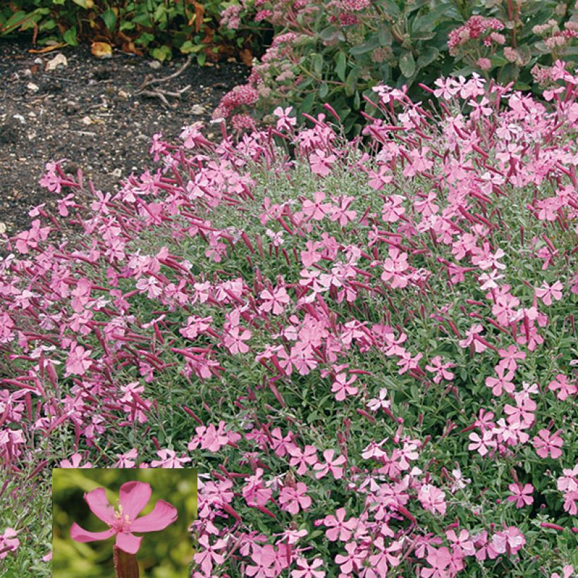 Silene schafta Splendens (Floración)